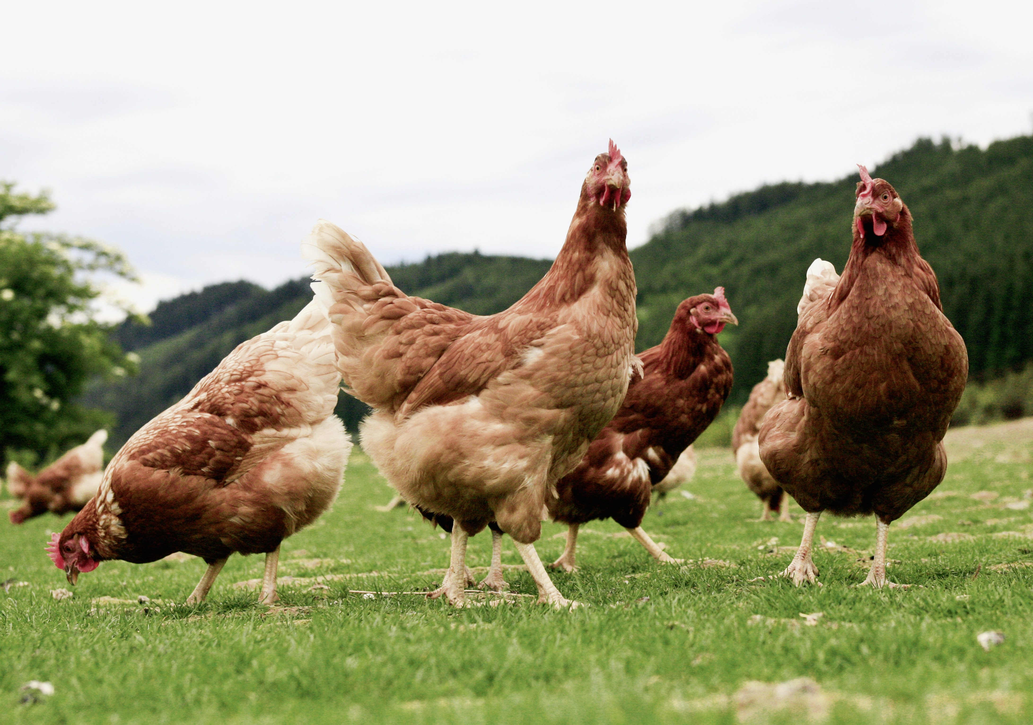 Huehner_Gallinas__Ministerio_de_Agricultura__Pesca_y_Alimentacion_Vogelgrippe